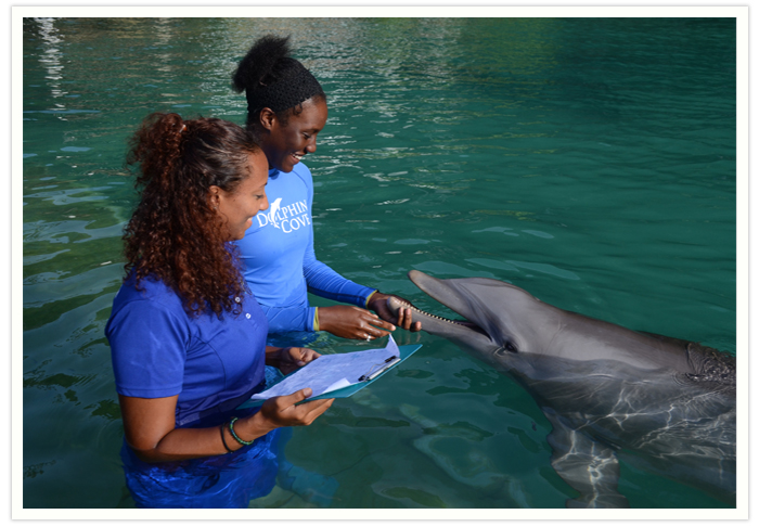 Dolphin Cove prices,  Dolphin Cove Jamaica,  Jamaica weather